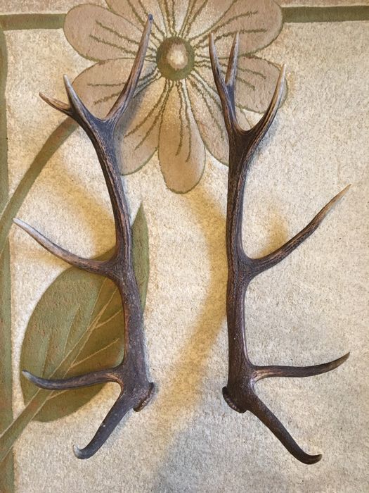 Poroże jelenia 80 cm