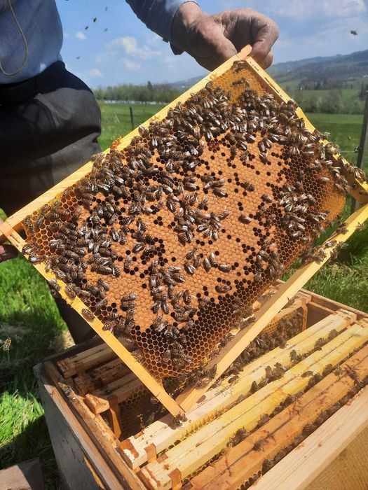 Rodziny pszczele – wiosna 2026 - pszczoły