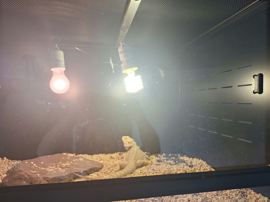 Agama brodata plus terarium