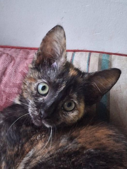 Просто Чарівна Котокрасунечка! 3 місяці! Вакцинована!