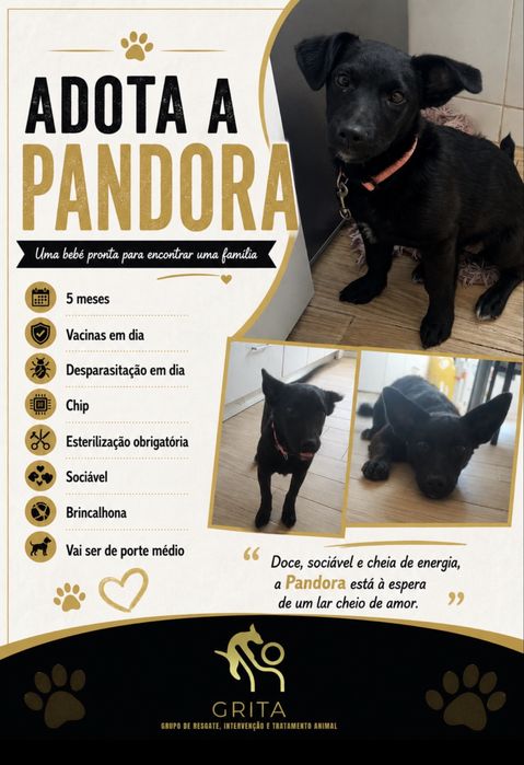 Cadelinha para adoção responsável