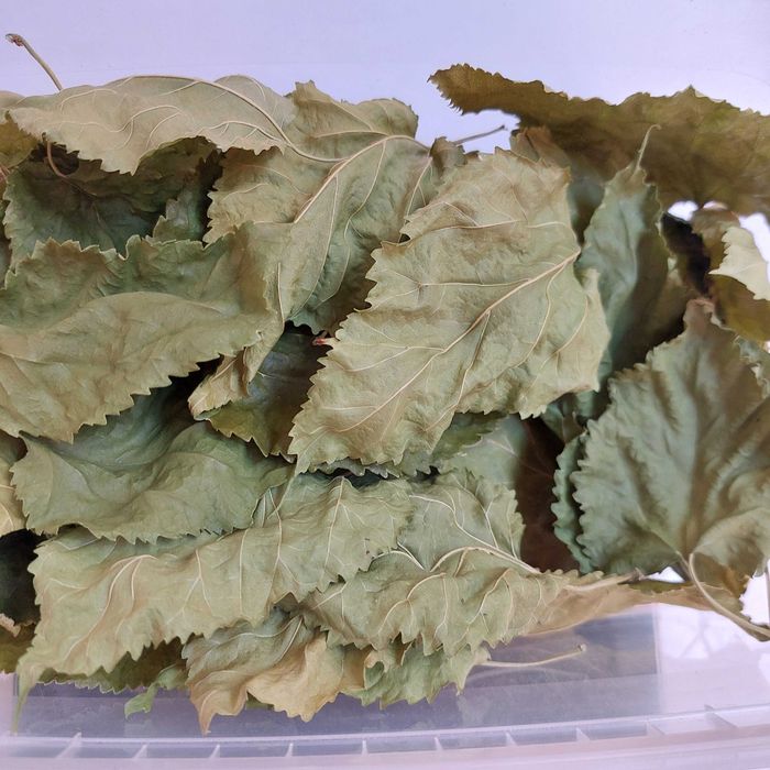 Morwa liście suszone 25 g  #krewetki #shrimps #