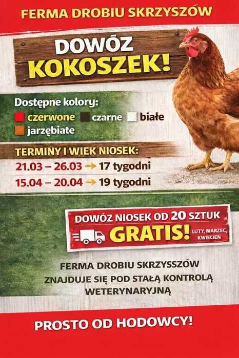 Kokoszki - Dowóz Gratis - Ferma Drobiu Skrzyszów Marzec/Kwiecień
