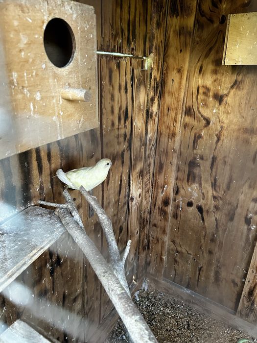 Sprzedam papugi