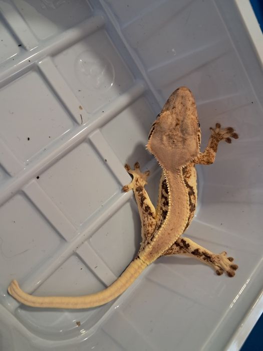 Gekon orzesiony Nr 10