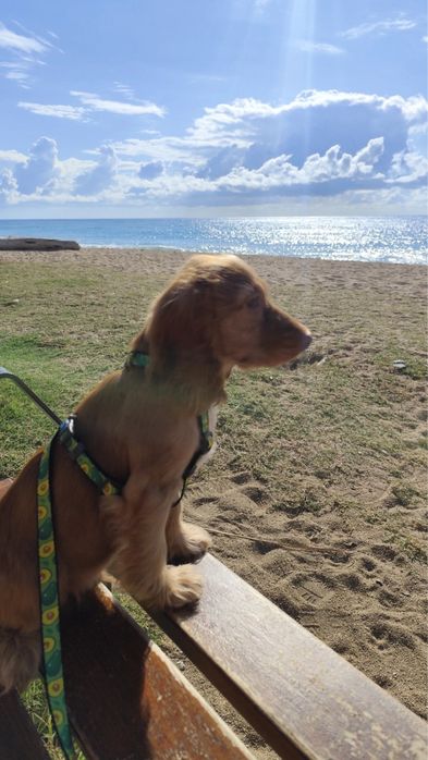 Малюки англ кокер спаніеля