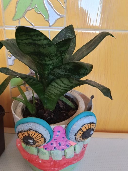 Цветы комнатные в горшках