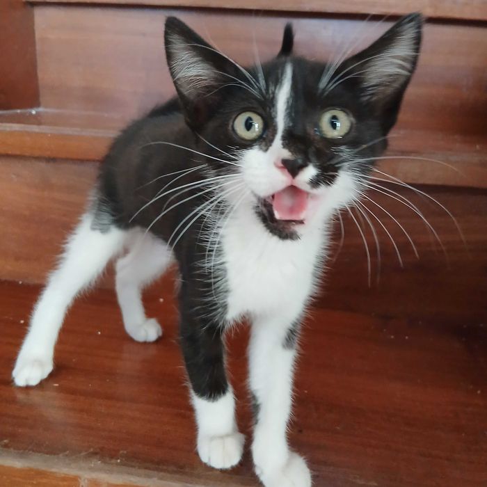 Gatinhos bebes muito meigos