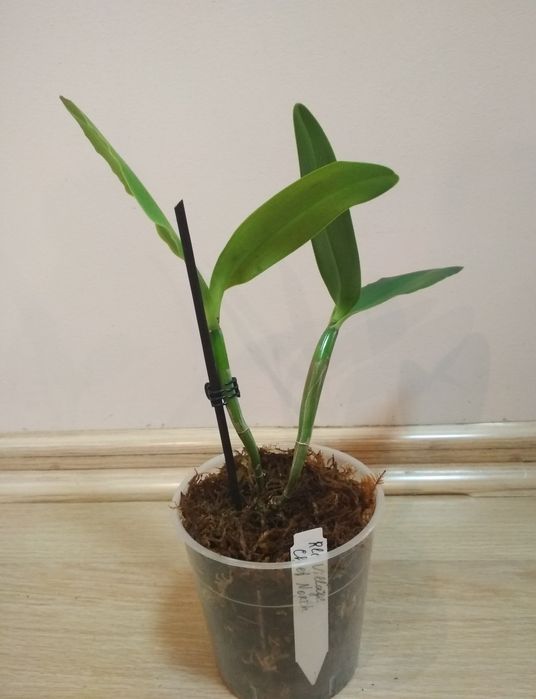 Орхидея каттлея, Азия