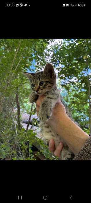 Хлопчик котик для вас