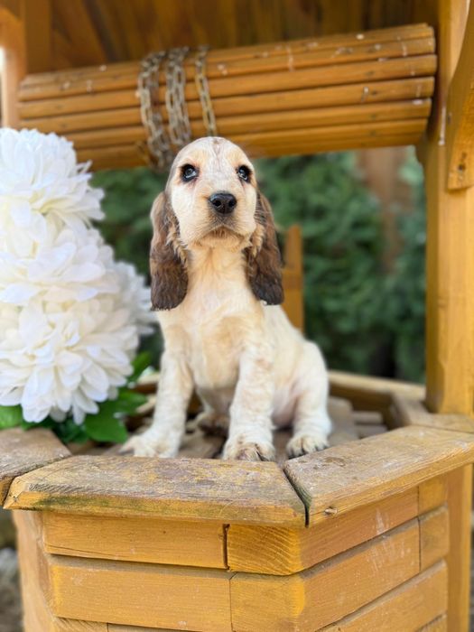 Cocker spaniel angielski sunia rodowód
