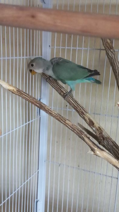 Agarponis não domesticados