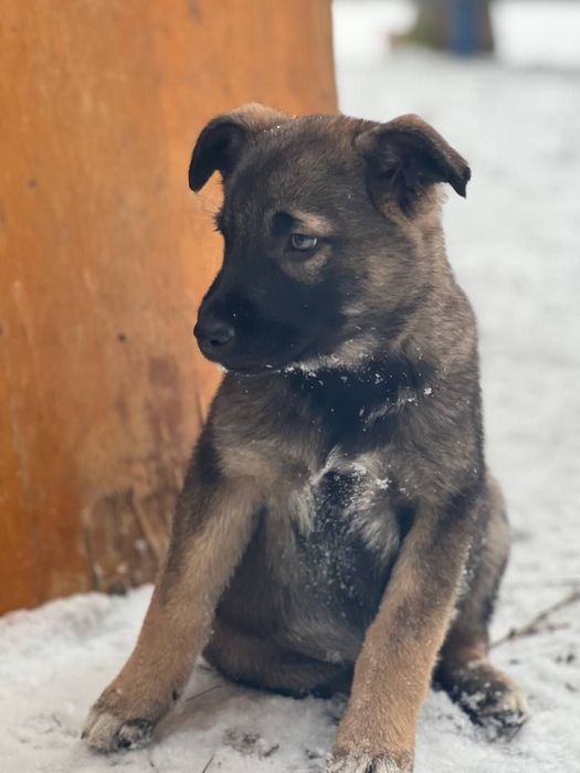 Щенкам нужен дом