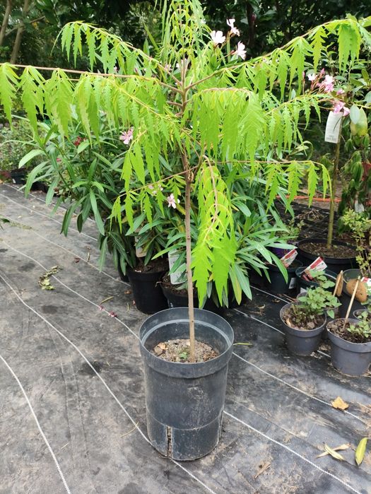 Sumak octowiec Tiger Eyes