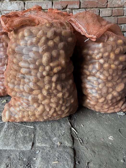 Ziemnaki odpadowe paszowe dla zwierząt