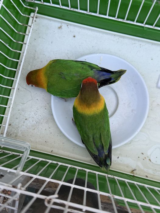 Agapornis fischers