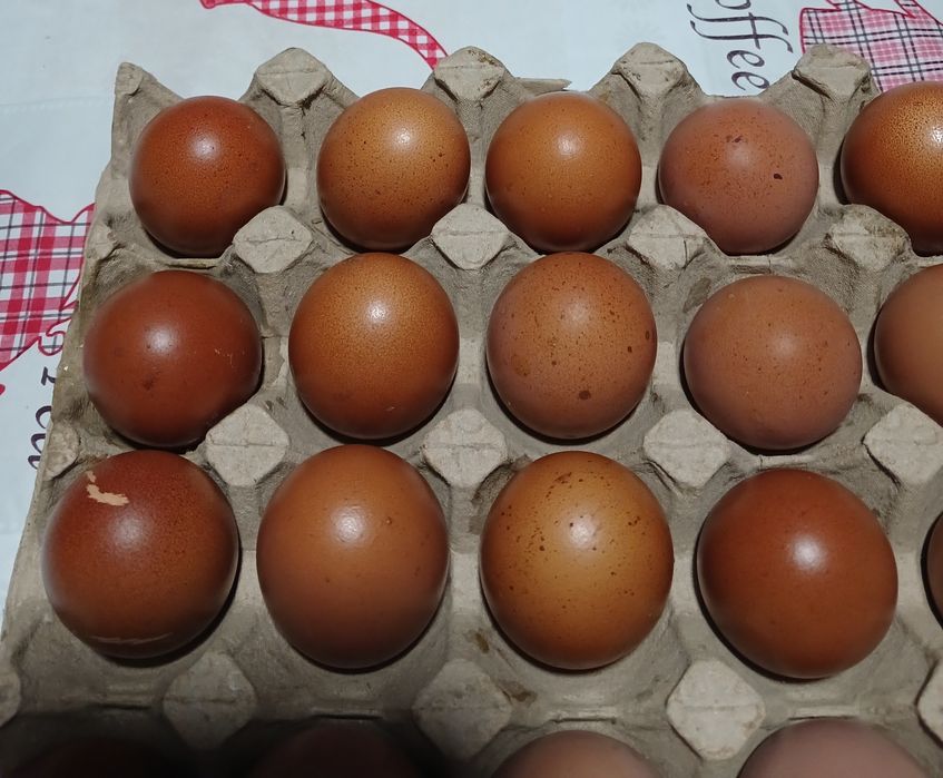 Інкубаційні яйця курей породи маран