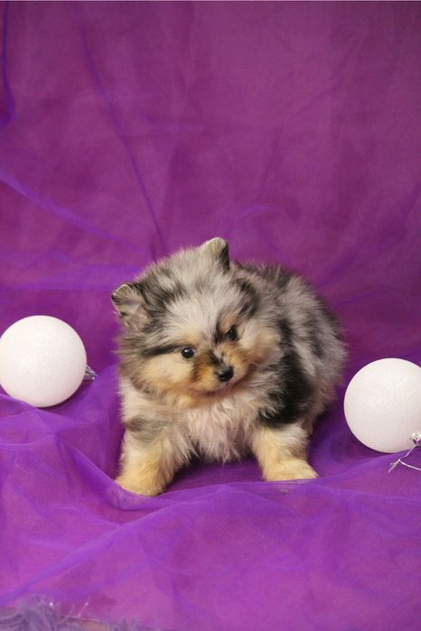 Мальчик , мелкий компактный ,шпиц щенок