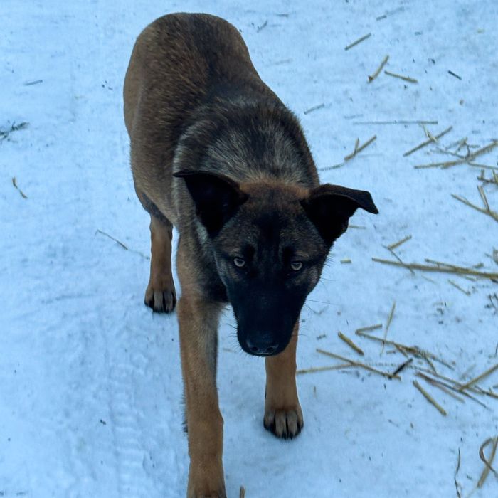 Дівчатка схожі на малінуа в добрі руки