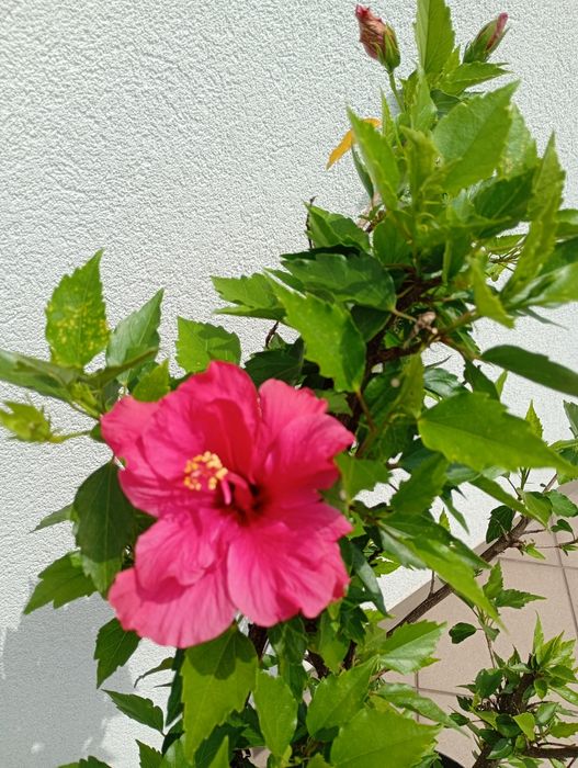 Hibiskus  wys.100 cm