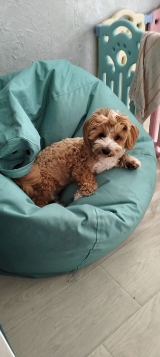 Ексклюзивний хлопчик мальтіпу,рідкого окрасу