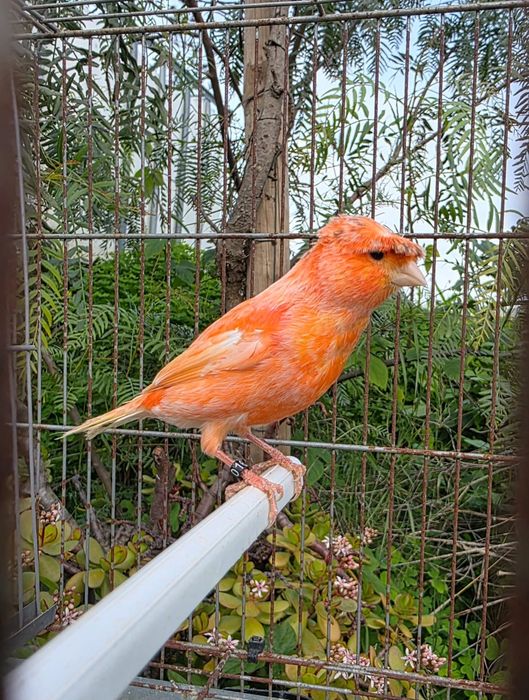 Canários 2025, FÊMEAS e MACHOS