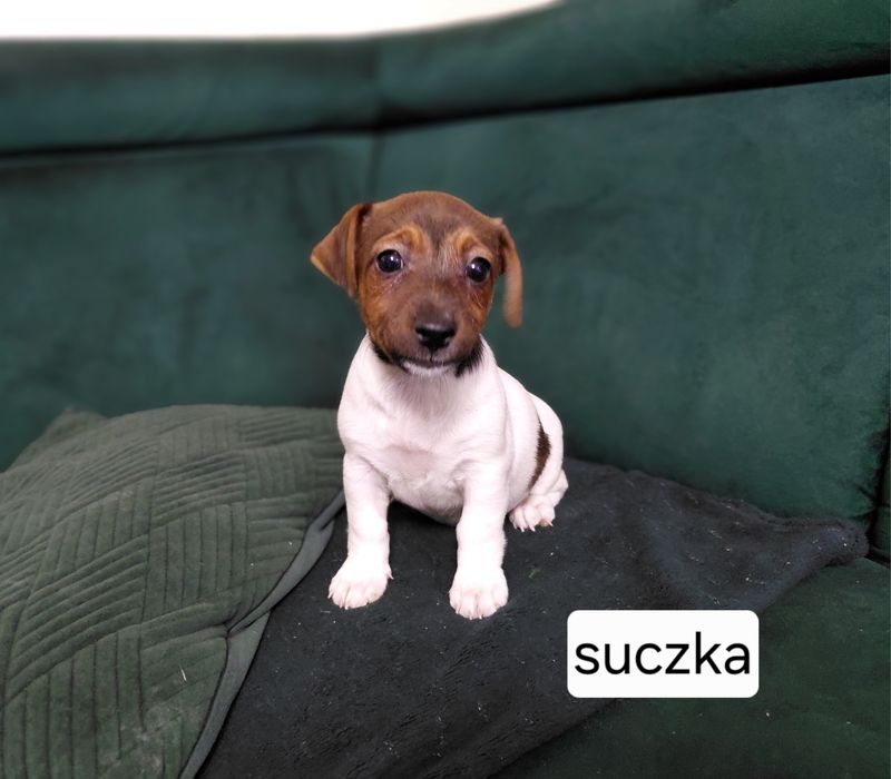 Jack Russel terrier