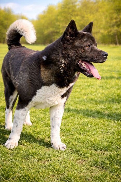 Akita Amerykańska suczka