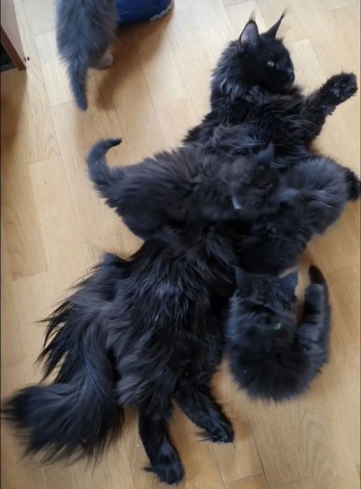Czarny kociak Maine coon   kotki kotek