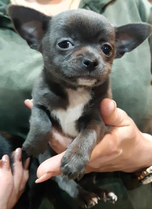 Chihuahua Piesek Niebieski