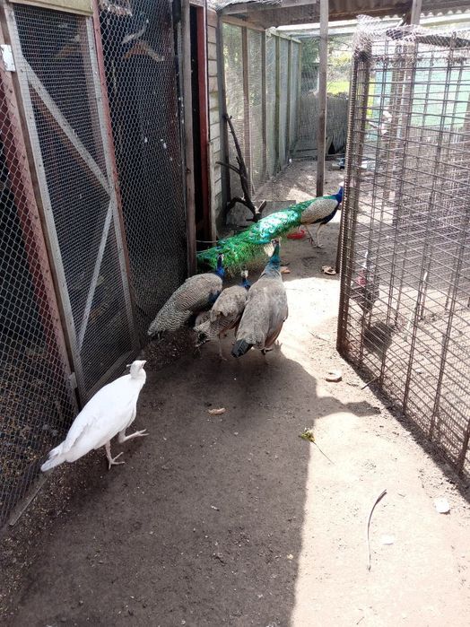 Paw niebieski indyjsko-królewski