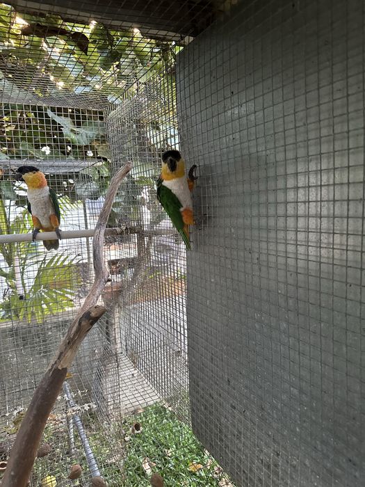 Pionites Melanocephala