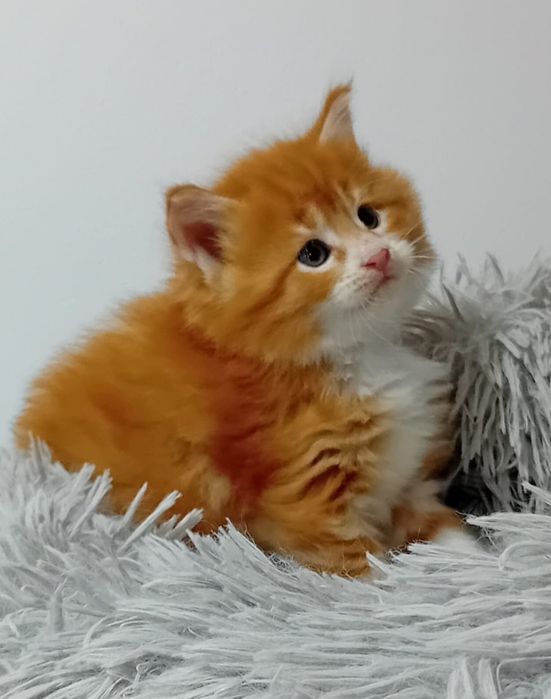 Gatinho Bosques da Noruega com lop