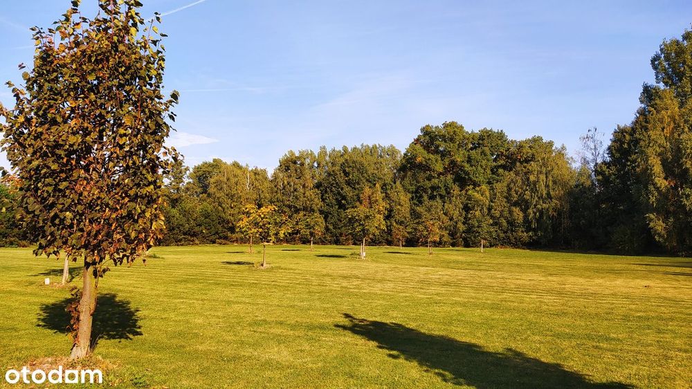 Chorzeń Kameliowa, MPZP uzbrojone