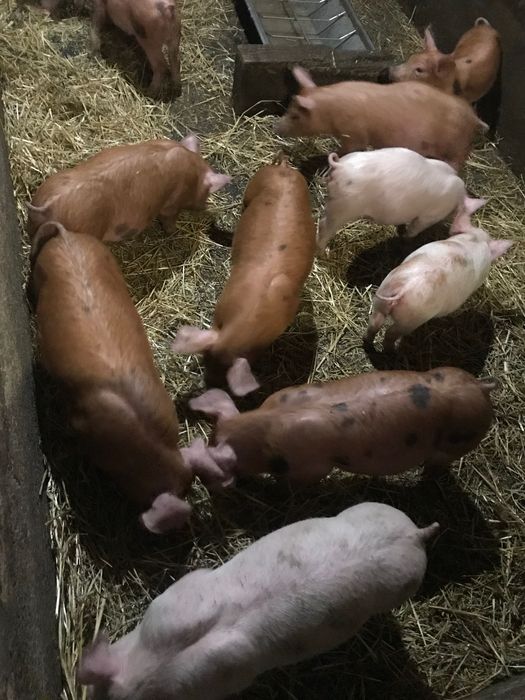Поросята на відгодівлю