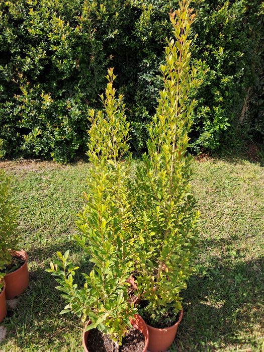 Eugénias Myrtifolia Newport