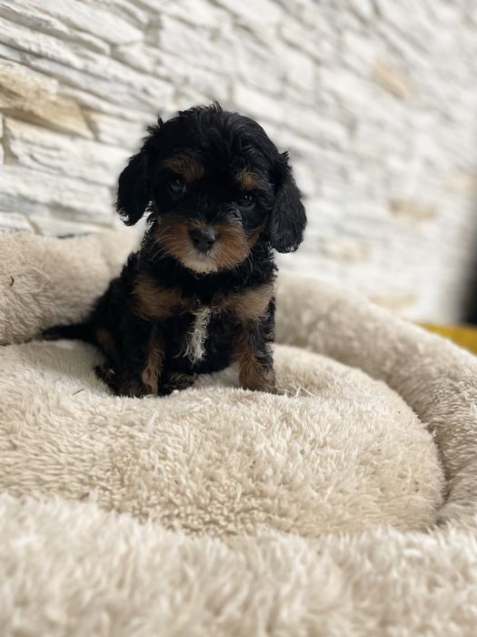Cavapoo cavalier pudel sunia