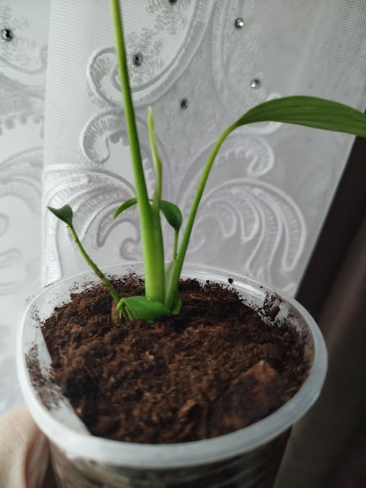 monstero burla Max Акція