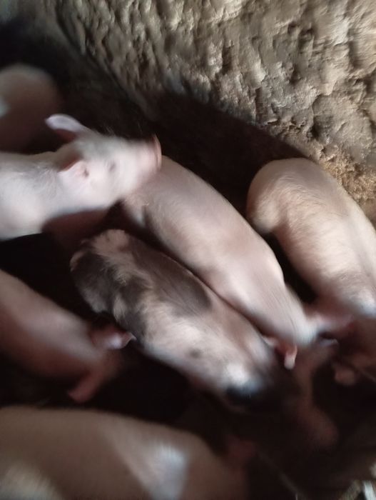 Продам поросята свині