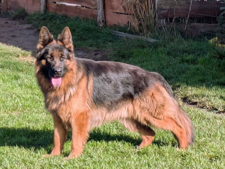 Owczarek niemiecki długowłosy