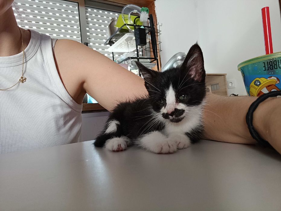 Gatos bebés da-se