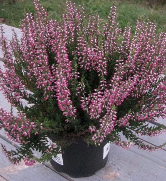 Верес садовий багаторічний