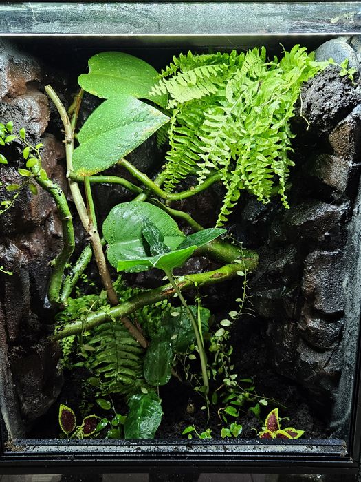 Terrarium tropikalne 40x40x60 gekon orzęsiony