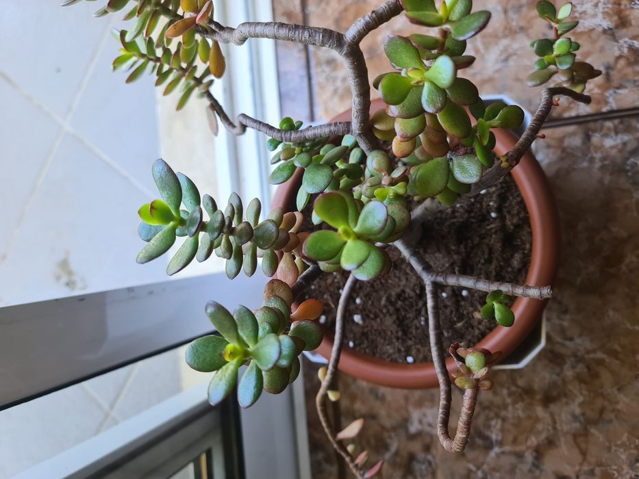 Planta de Jade (Crassula Ovata)