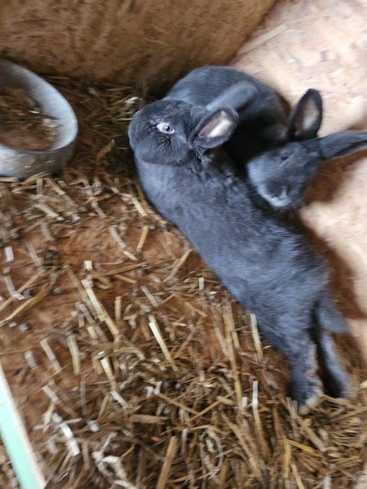 króliki wiedieńskie