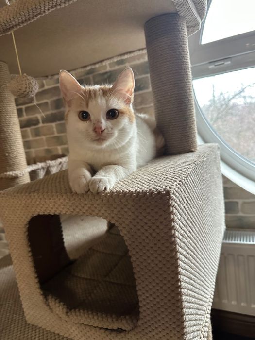 Котенок белый с рыжими отметинами ищет дом! Котик отдам