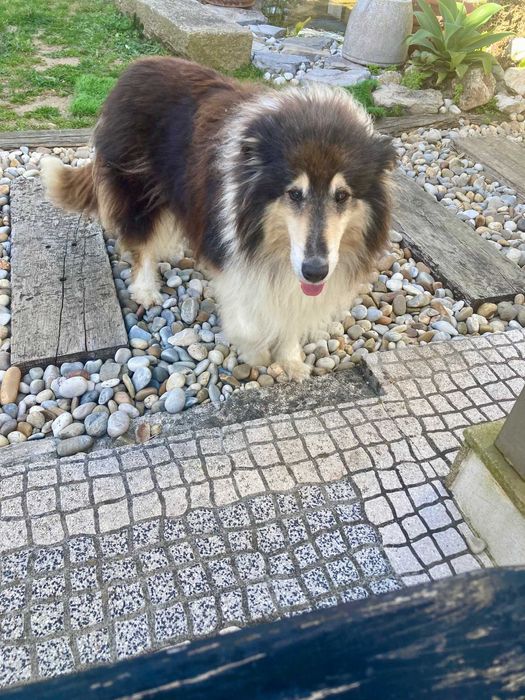 Gratuito para casa com apenas um animal de estimação