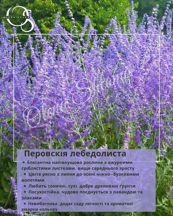 Багаторічні невибагливі рослини (дерен, вейгела, ялівець, барвінок)