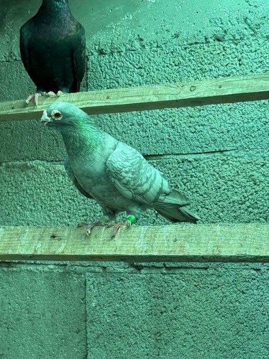 Pombos linha antiga