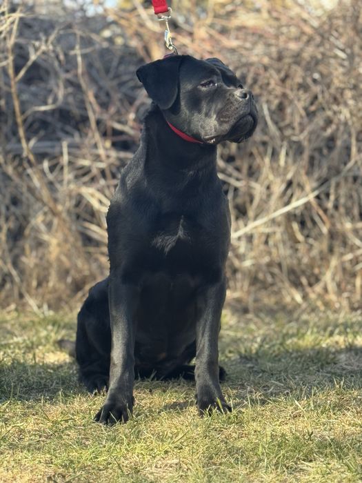 Чудова дівчінка подросток (Junior)  Кане Корсо (Cane Corso Italiano)